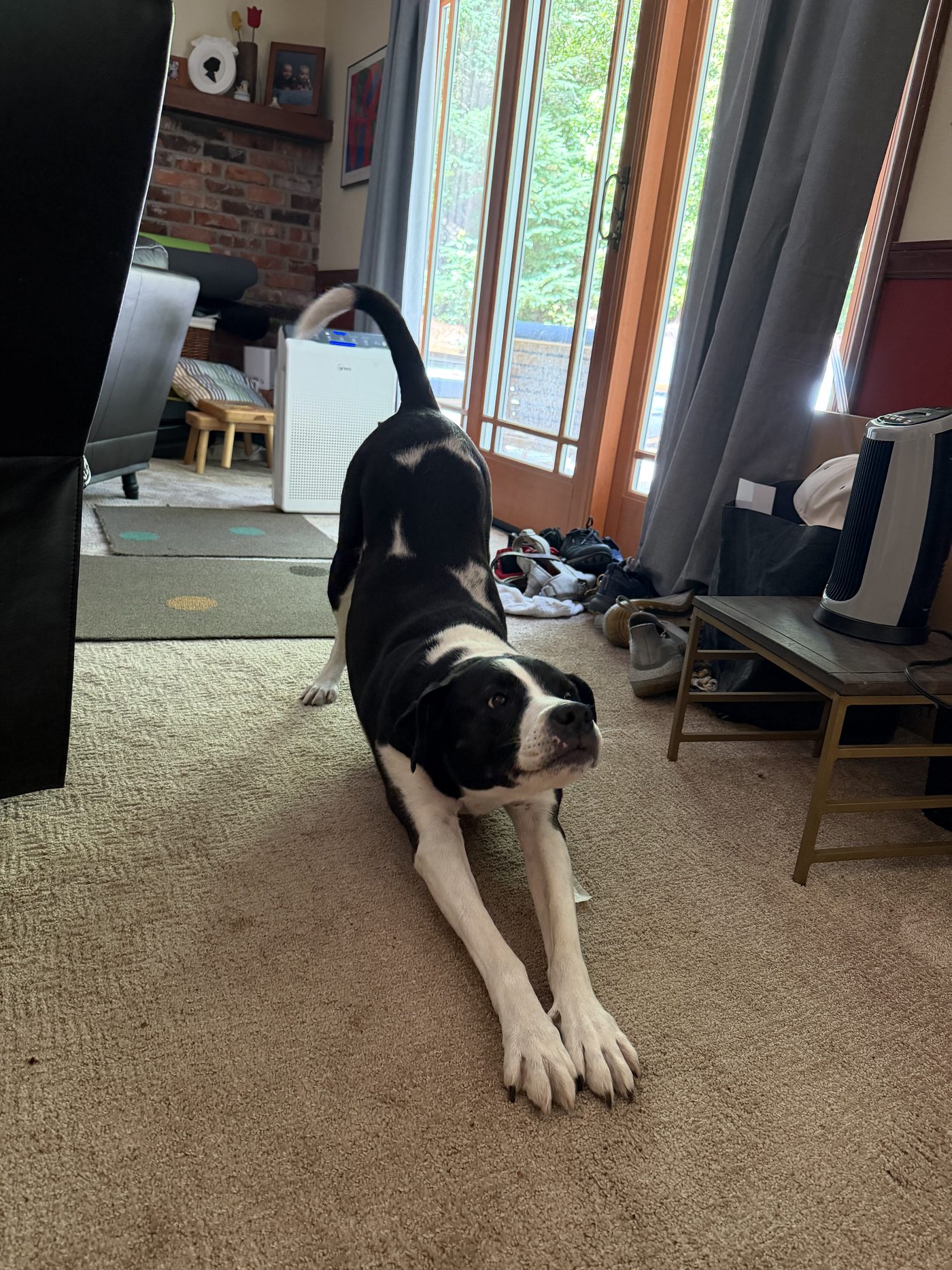 Echo in a play bow
